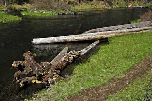 Fishery: Metolius River Fish Habitat Enhancement