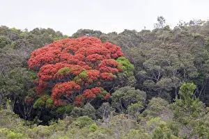 Metrosideros: Metrosideros sp