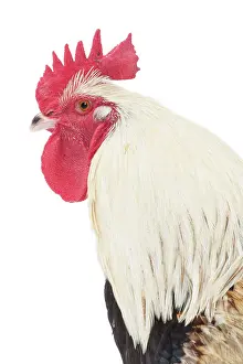 Wattles: Meusienne Chicken Cockerel / Rooster