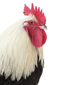 Wattles: Meusienne Chicken Cockerel / Rooster