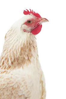 Wattles: Meusienne Chicken hen