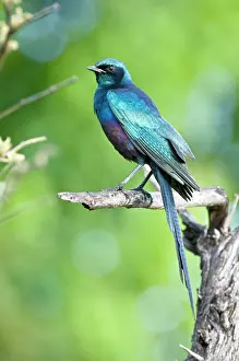 Longtailed: Meves's / Longtailed Glossy Starling - Sitting