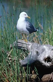 Comon: Mew Gull