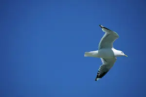 Comon: Mew Gull
