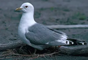 Comon: Mew Gull