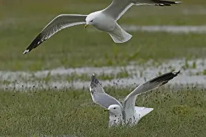 Gull: Mew Gull two birds with open wings sitting in marshy meadow and flying on the left
