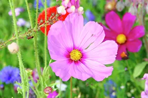 Cosmos: Mexican aster (Cosmea bipinnata), Cosmea, flower