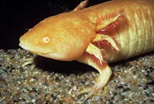 Axolotls: MEXICAN AXOLOTL - Albino, Sexually mature but remains