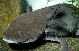 Axolotls: Mexican Axolotl - (Salamander)