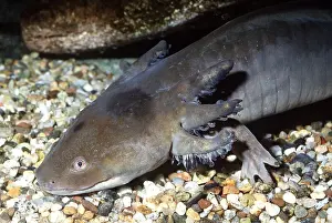 Larvae: MEXICAN AXOLOTL (Salamander) - Sexually mature but