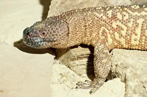 Heloderma: MEXICAN BEADED LIZARD