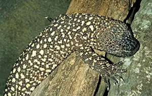 Heloderma: Mexican Beaded Lizard