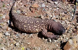 Heloderma: Mexican Beaded Lizard