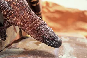 Heloderma: Mexican Beaded Lizard