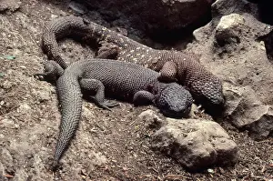 Heloderma: Mexican Beaded Lizards