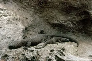 Heloderma: Mexican Beaded Lizards