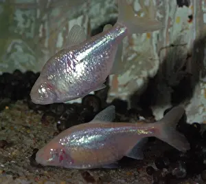 Mutations: Mexican Blind Cave Fish