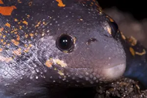 Fossorial: Mexican Burrowing Toad