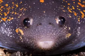 Fossorial: Mexican Burrowing Toad