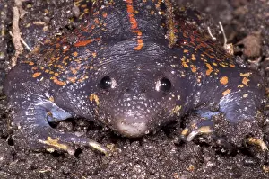 Fossorial: Mexican Burrowing Toad
