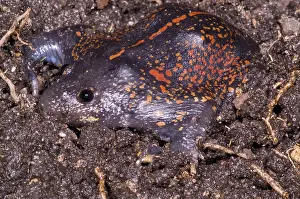 Fossorial: Mexican Burrowing Toad