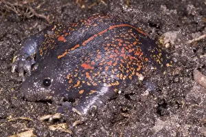 Fossorial: Mexican Burrowing Toad