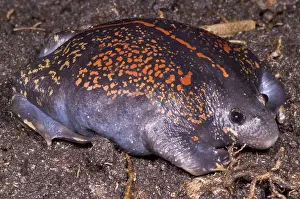 Fossorial: Mexican Burrowing Toad