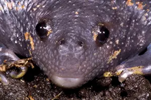 Fossorial: Mexican Burrowing Toad