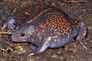 Fossorial: Mexican Burrowing Toad