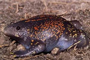 Fossorial: Mexican Burrowing Toad
