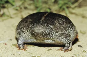 Defences: Mexican Burrowing Toad (Rhinophrynus dorsalis)