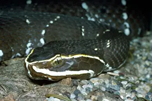 Moccasin: Mexican Cantil / Mexican Moccasin Snake