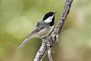 Chickadees: Mexican Chickadee