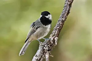 Chickadees: Mexican Chickadee