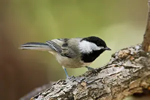 Chickadees: Mexican Chickadee