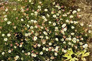 Fleabanes: Mexican fleabane