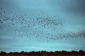 Free: Mexican FREE-TAIL BATS - flock flying at dusk