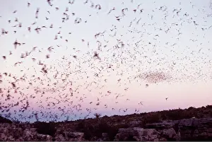 Leaving: Mexican free-tail BATS - leaving Carlsbad at dusk