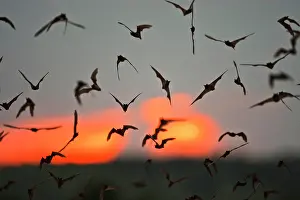 Nurse: Mexican Free-tailed Bats (Tadarida braziliensis)