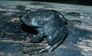Ranid: Mexican Frog