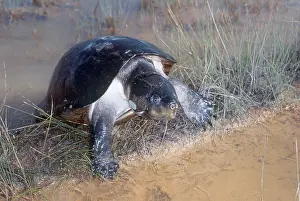 Musk: Mexican giant musk turtle (Staurotypus triporcatus)