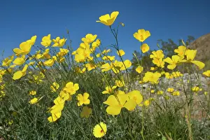 Mexicana: Mexican Gold Poppies