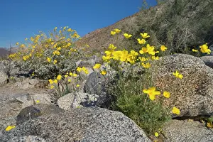 Brittlebush: Mexican Gold Poppies and Brittlebush (Encelia farinosa)