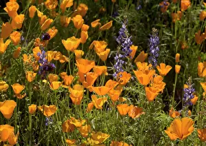 Lupines: Mexican Gold Poppies - with Lupines (Lupines sparsiflorus)