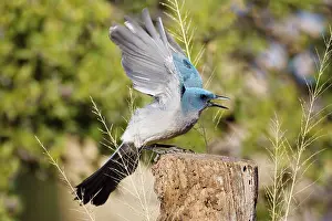 Aphelocoma: Mexican / Gray-breasted Jay