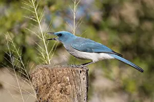 Aphelocoma: Mexican / Gray-breasted Jay