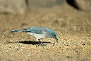 Aphelocoma: Mexican / Gray-breasted Jay - Feeding on ground