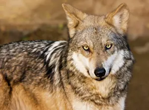 Baileyi: Mexican Gray Wolf