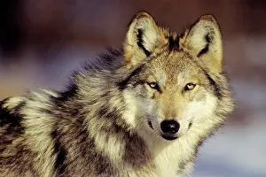 Wolves: Mexican Grey Wolf