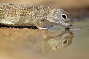Spermophilus: Mexican Ground Squirrel - drinking